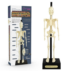 Build Your Own Anatomical Skeleton