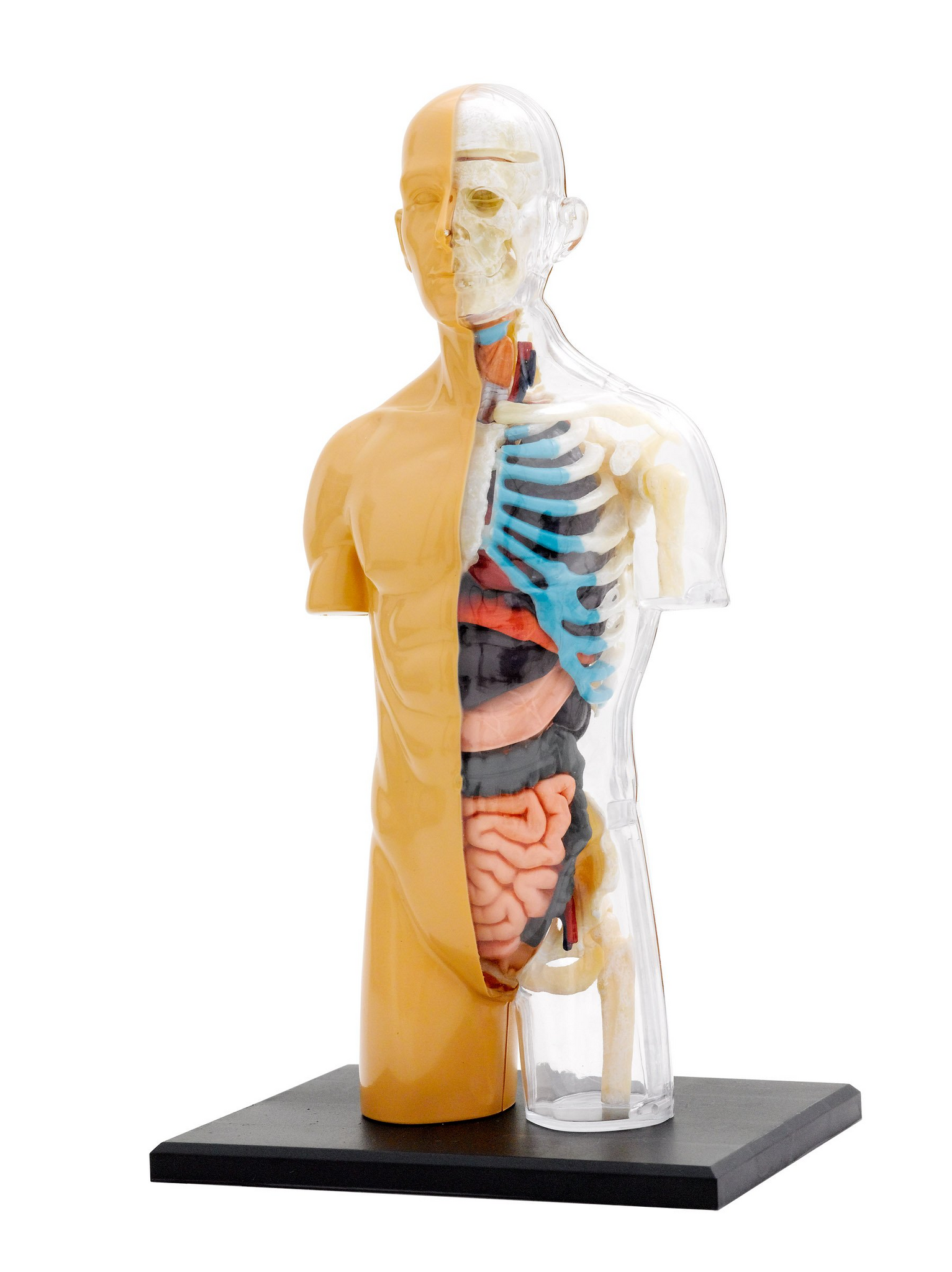 Human Body Anatomy Model