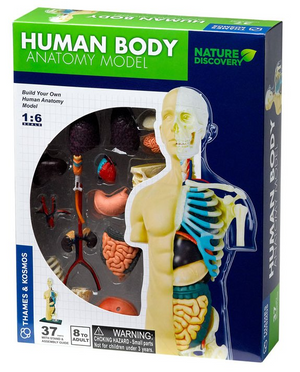 Human Body Anatomy Model