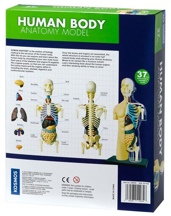 Human Body Anatomy Model