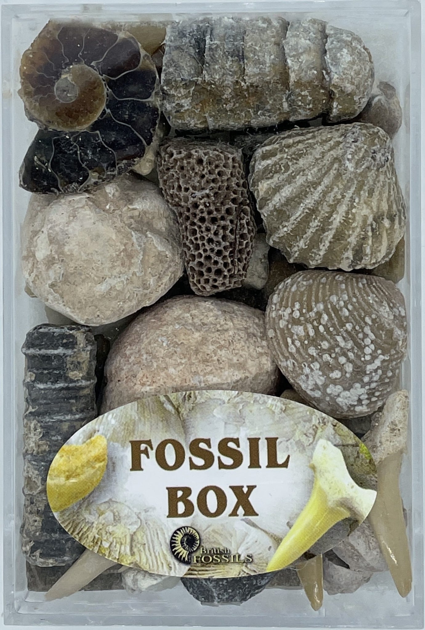 Fossil Box