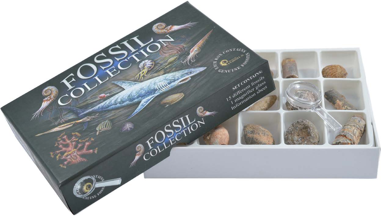 Fossil Collection Kit