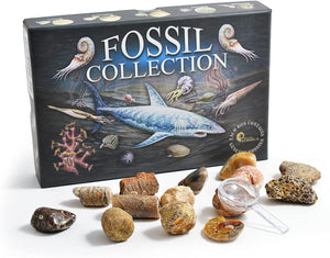 Fossil Collection Kit