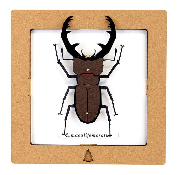 SQAR Brown Lucanus Beetle (L.maculifemoratus)