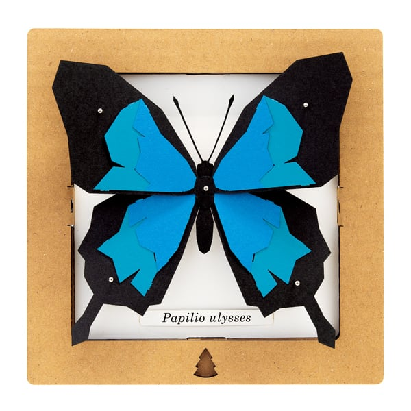 SQAR Blue Butterfly (Papilio Ulysses)