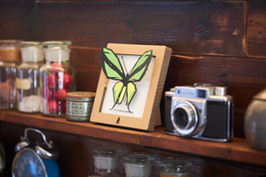 SQAR Green Butterfly (ornithoptera paradisea)