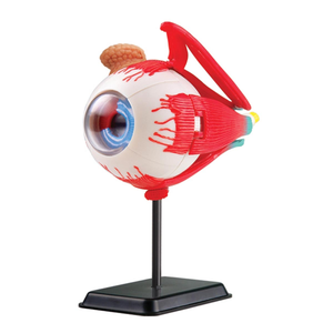 Eye Anatomy Model