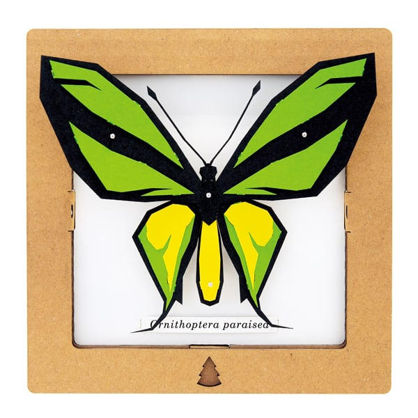 SQAR Green Butterfly (ornithoptera paradisea)